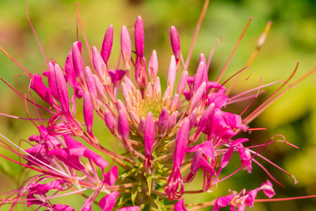 Pink spider flower, Thailand. (Cleome hassleriana)の写真素材