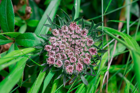 Close-up of a pink flower on a green grass background.の写真素材