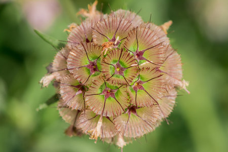 Close up of a Thistle flower in bloom on a meadowの写真素材