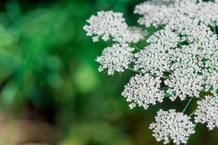 White flowers on a green background. Selective focus. nature.の写真素材