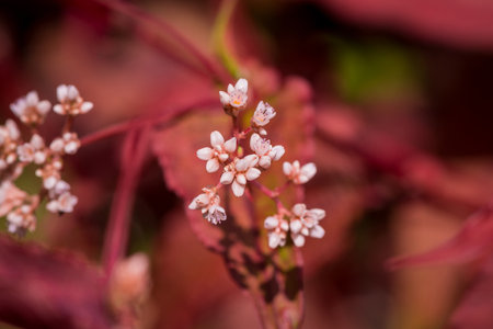 Close up of small white flowers on red leaves background in the gardenの写真素材