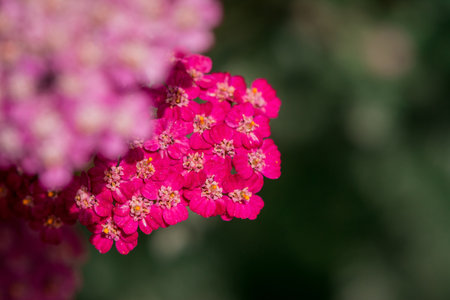 Close up of a common yarrow (Achillea millefolium) flowerの写真素材