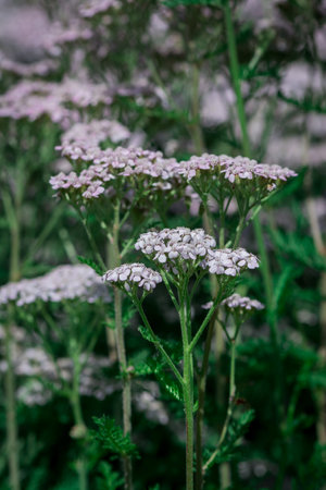 Achillea millefolium, common millefoliumの写真素材