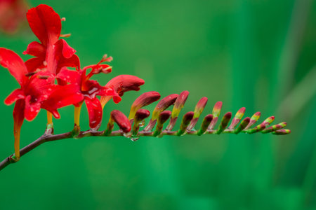 Close up of red flower on blurred green background with copy space.の写真素材