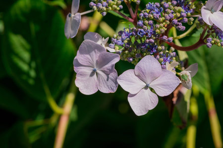 Hydrangea macrophylla. Close up of purple flowers.