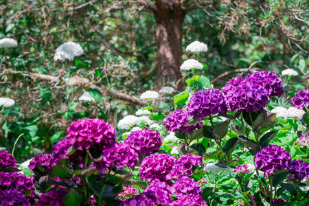 Purple Hydrangea flowers in the garden,Thailand.