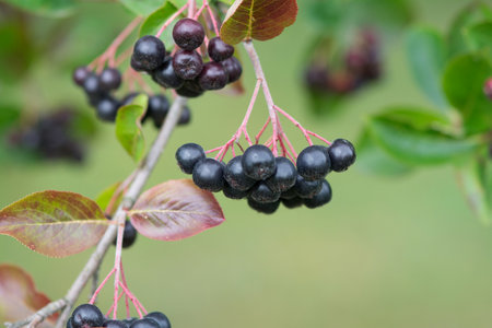 Ripe black aronia berries on a branch with green leaves.の写真素材