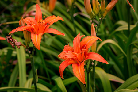 Orange lily flowers in the garden. Close-up. Selective focus.の写真素材