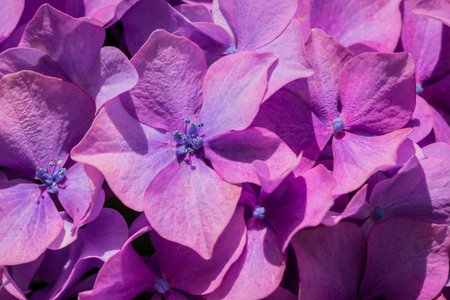 Purple hydrangea flowers in full bloom in a garden