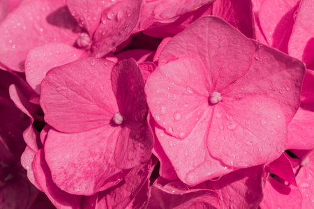 Pink Hydrangea macrophylla flower with water drops close upの写真素材