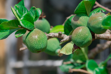 Green figs on a tree in the garden. Selective focus.の写真素材