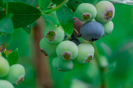 Blueberries ripening on a bush in the forest, close-up