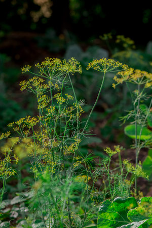 Fennel flowers in the garden. Shallow depth of field.