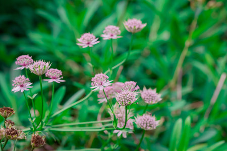 Astrantia flower in garden, Thailand. (Astrantia major)