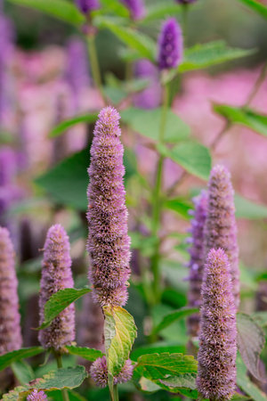 Amaranth flowers in the garden,Thai herbal medicine.