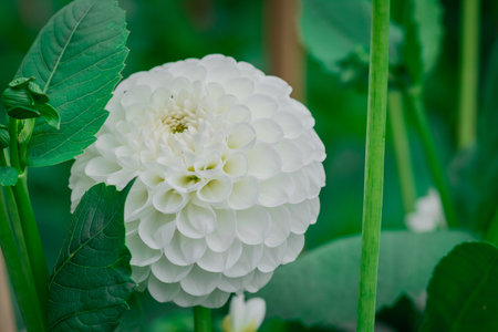 White dahlia flower with green leaves in the garden, Thailand.の写真素材