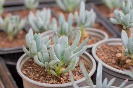 Succulent plants in a pot at the nursery, stock photoの写真素材