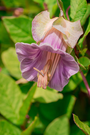Close up of a purple fuchsia flower with green leaves background