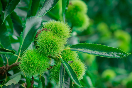 Green chestnuts on the tree in the garden. Close up.の写真素材