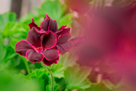 Close up of red geranium flower in garden with bokeh backgroundの写真素材