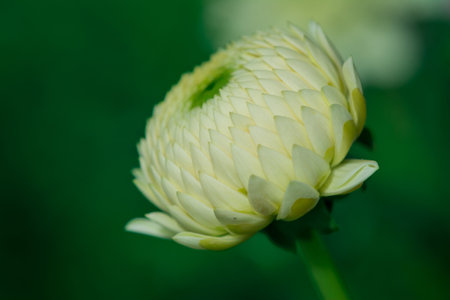 Close up of yellow chrysanthemum flower on green backgroundの写真素材