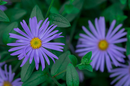 purple aster flower in the garden with green leaf background, soft focus