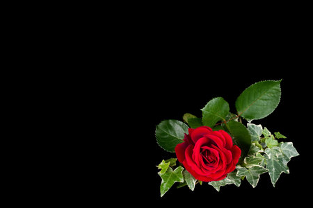 Red rose isolated on black background with copy space for your text.の写真素材