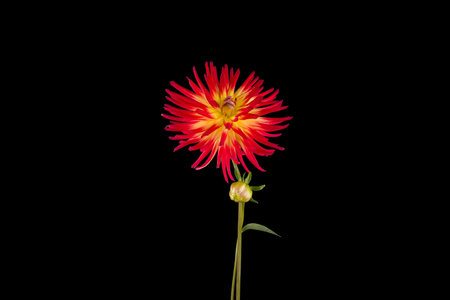 Dahlia flower isolated on black background. Close-up.の写真素材