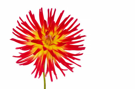 Red and yellow dahlia flower isolated on a white background.の写真素材
