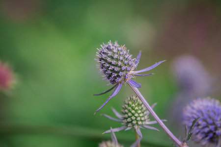 Eryngium hirsutum is a plant of the genus Eryngium.