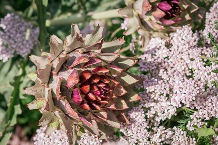 Artichoke, Artichoke (Cynara cardunculus)の写真素材