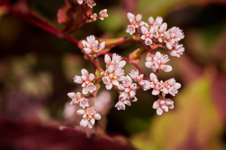 Close up of the small pink flowers on a bush in the garden