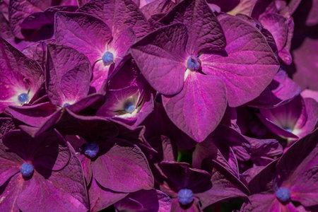 Purple hydrangea macrophylla flowers in a garden