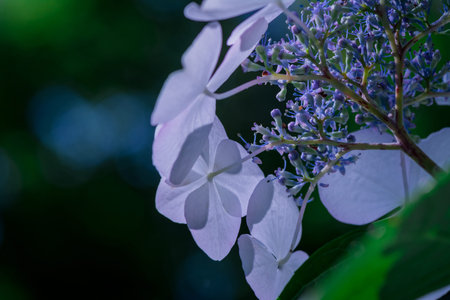 Hydrangea macrophylla flowers in the garden, selective focus