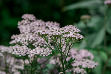 Blooming yarrow (Achillea millefolium)の写真素材