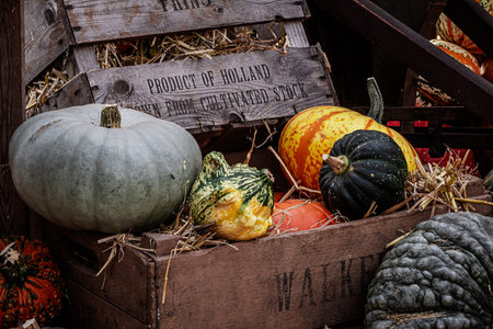 Pumpkins and gourds in a wooden crate on a farmの写真素材