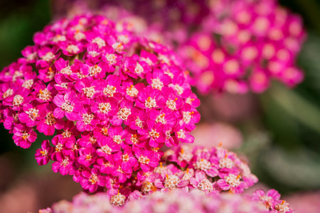 Close up of yarrow flowers, selective focus, shallow DOF.の写真素材