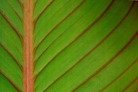 Close up of a green leaf with veins and patterns in a garden