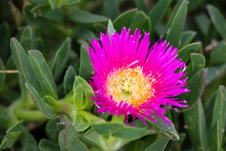 Carpobrotus edulis (pink ice plant)の写真素材
