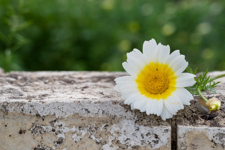 white daisy flower on a stone wall with blurred green garden backgroundの写真素材