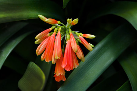 Beautiful orange flowers in the botanical garden in Prague, Czech Republic