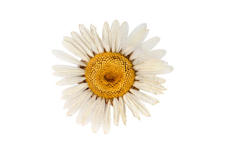 chamomile flower isolated on white background. top view. Flat lay.の写真素材