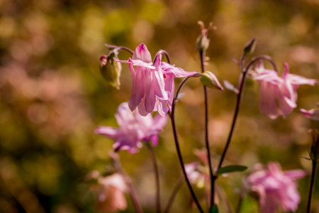 Aquilegia vulgaris, commonly known as the common columbine, is a species of flowering plant in the family Columbaceae.の写真素材