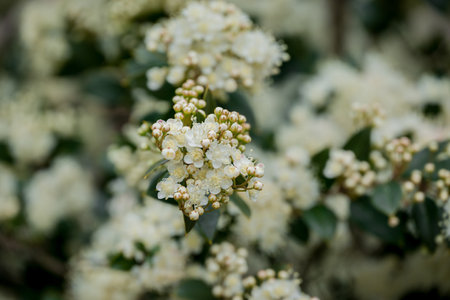 White flowers of hawthorn bush in the spring. Close up.の写真素材