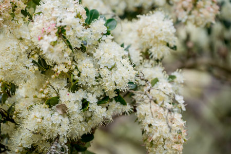 Close-up of white flowers on the branches of a tree.