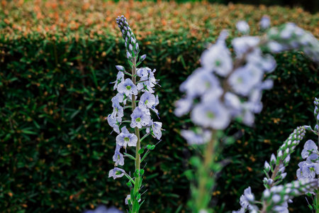Purple and white flower in the garden, soft focus background.の写真素材