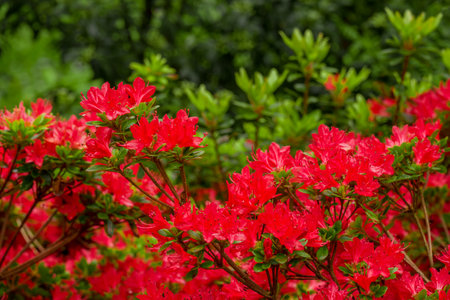 Azalea flowers blooming in the botanical garden in springの写真素材