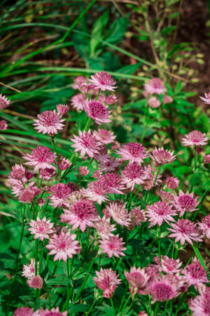 Astrantia flower in the garden, beautiful nature background.の写真素材