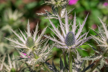 Eryngium thistle (Hedera helix)の写真素材