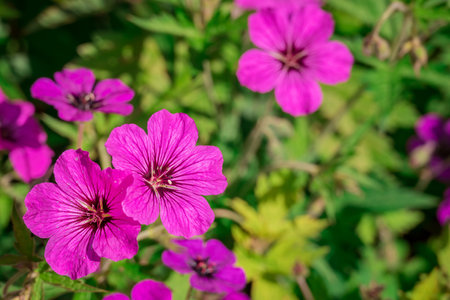 Close up of pink geranium flowers in the garden, stock photoの写真素材